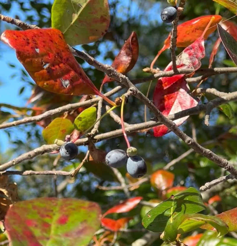 Blackgum