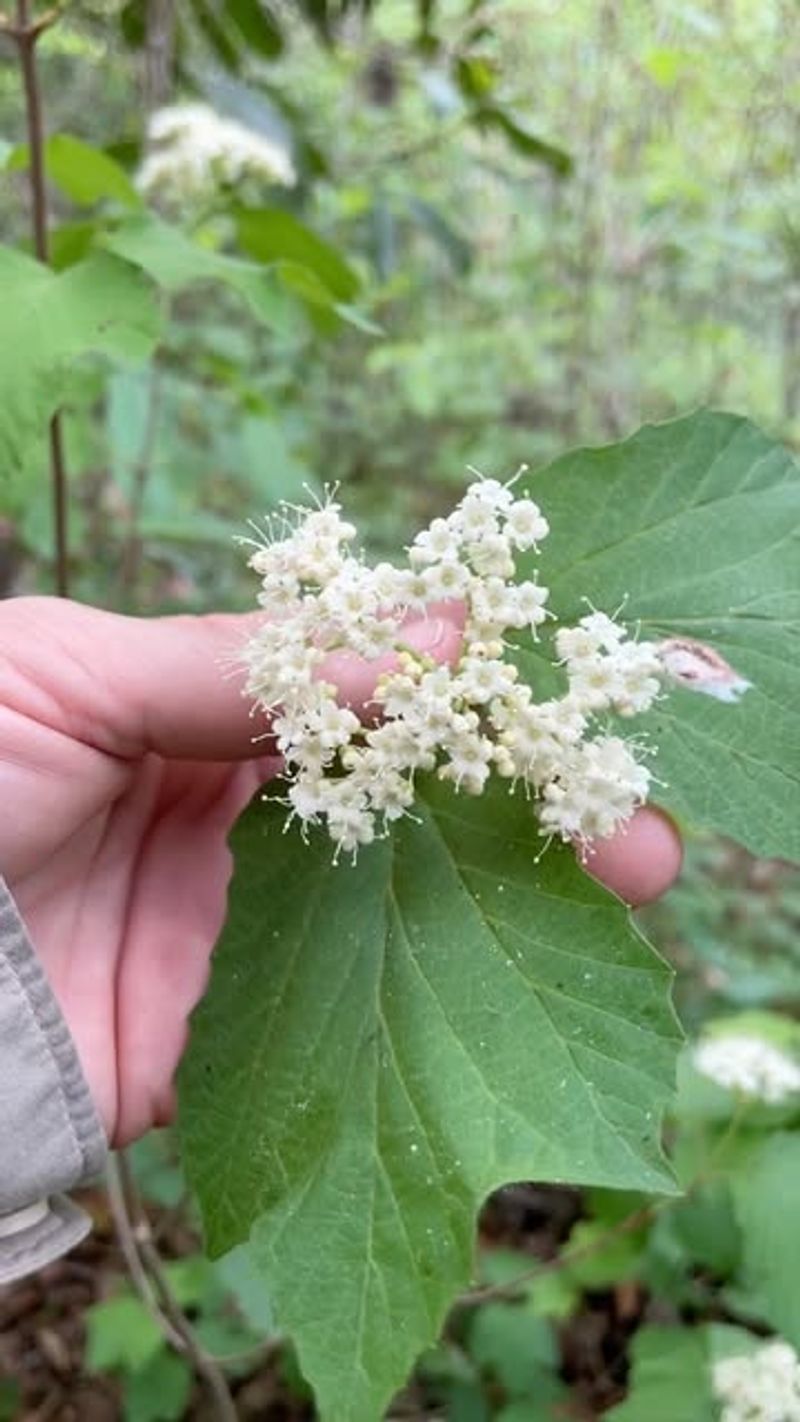 Mapleleaf Viburnum