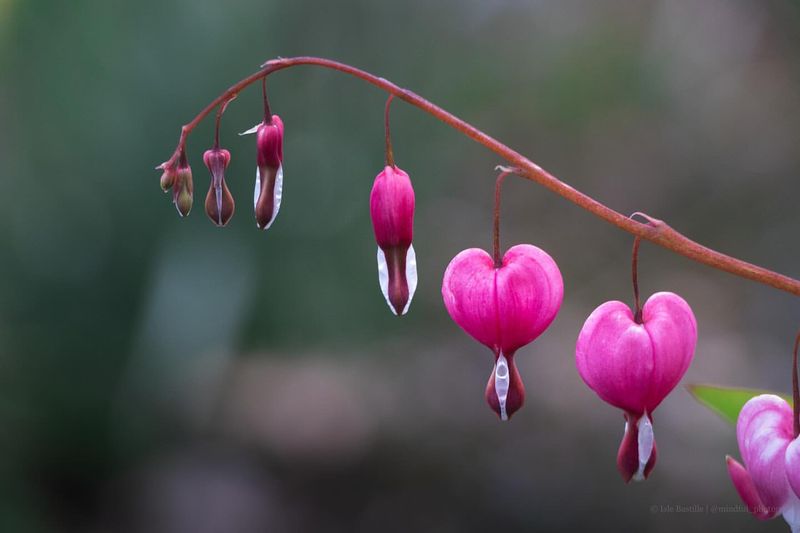 Bleeding Heart