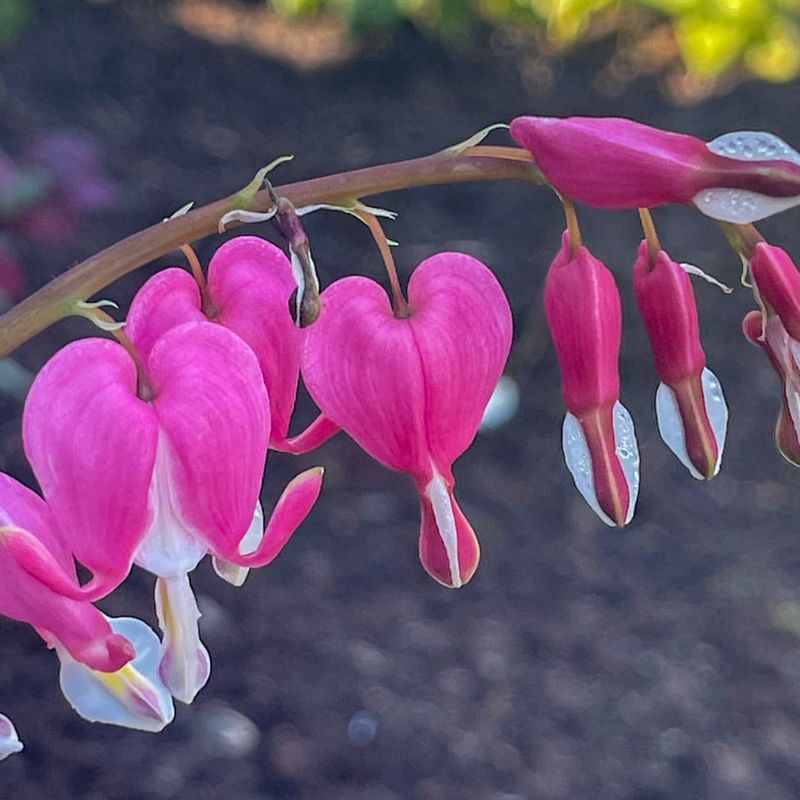 Bleeding Heart