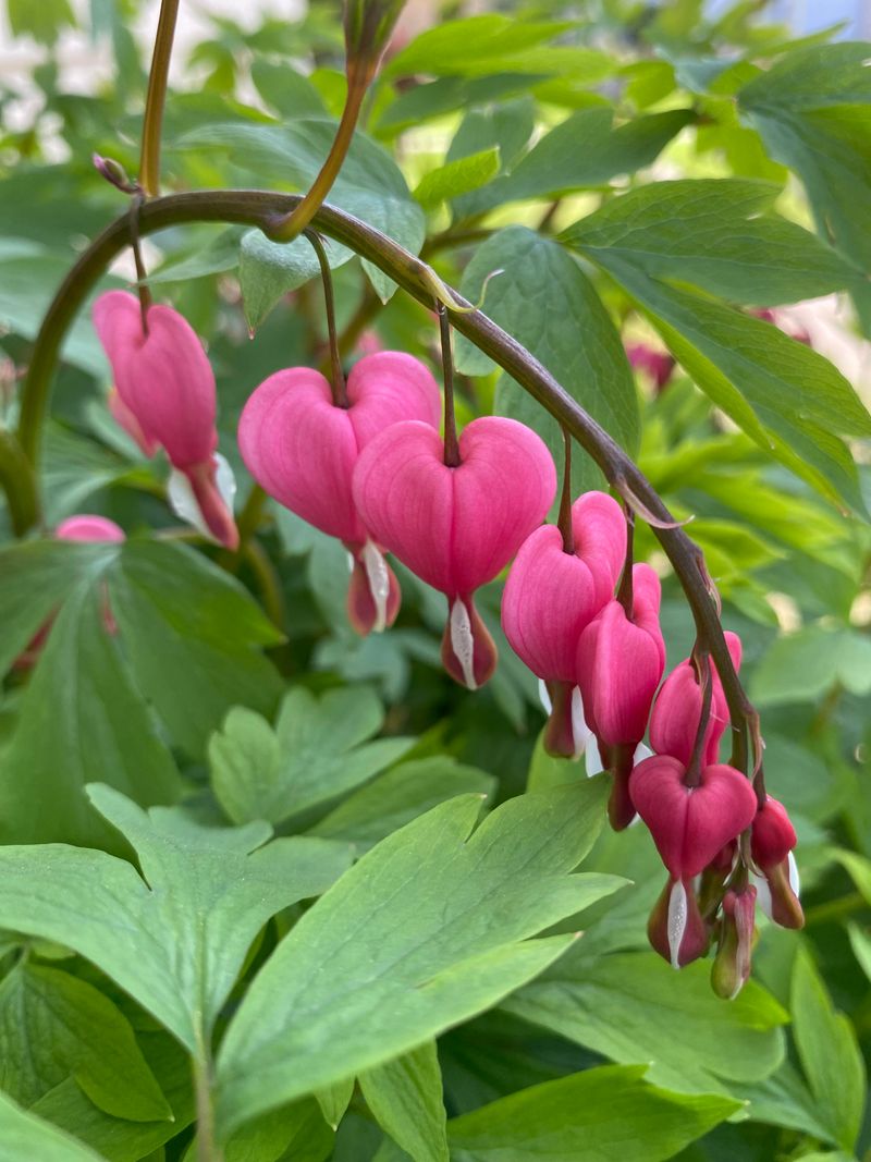 Bleeding Heart