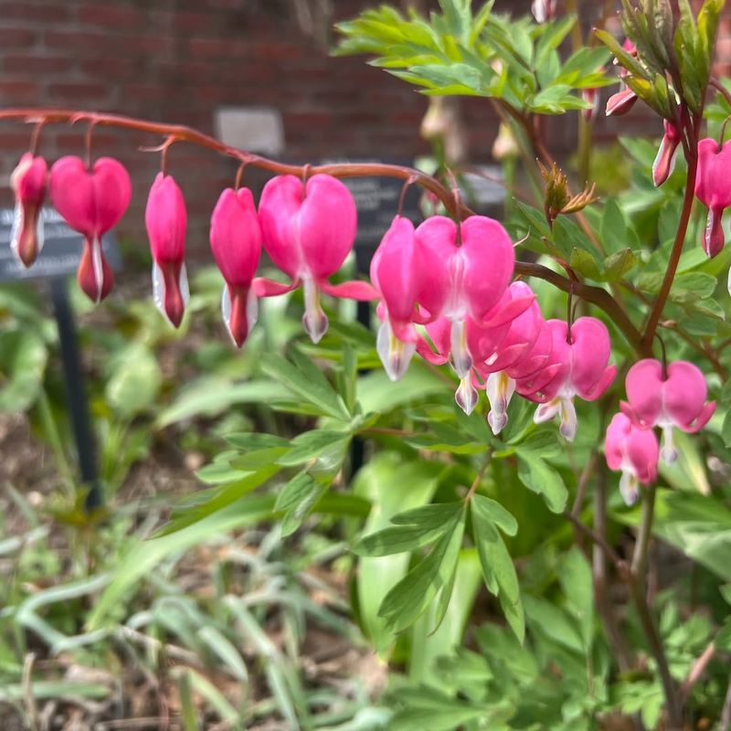 Bleeding Heart