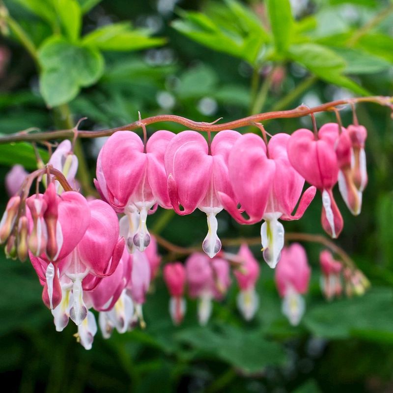 Bleeding Heart