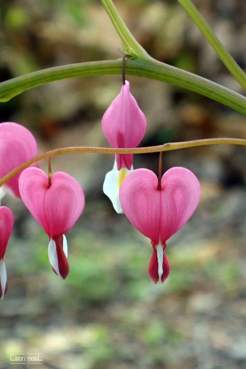 Bleeding Heart