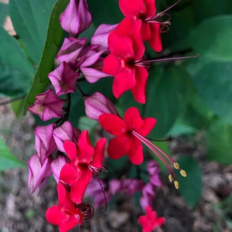 Bleeding Heart Vine