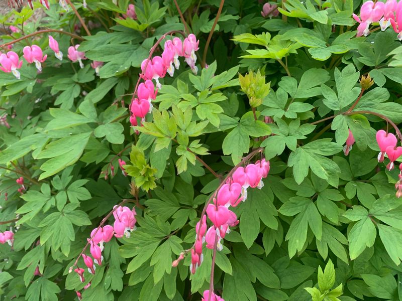 Bleeding Hearts