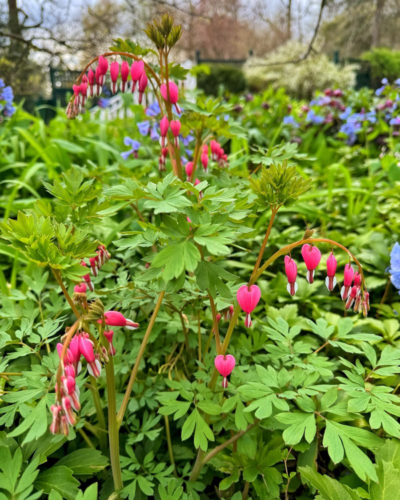 Bleeding Hearts