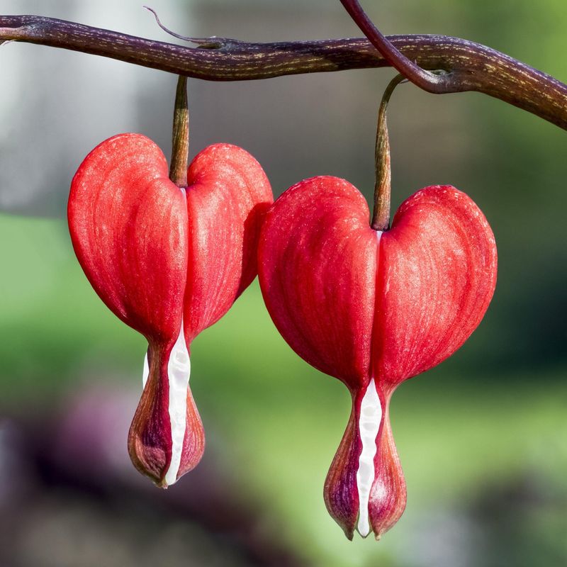 Bleeding Hearts