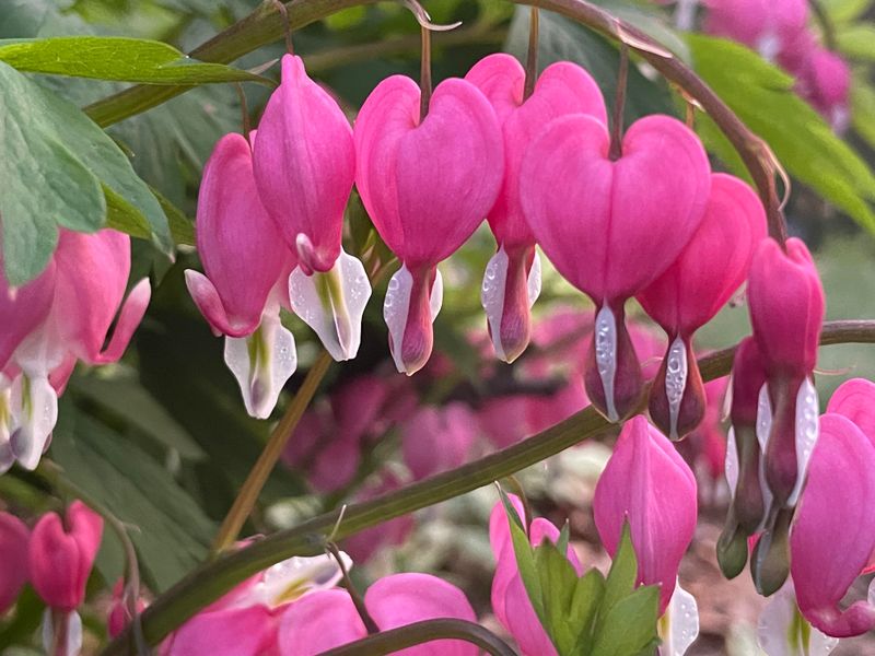 Bleeding Hearts