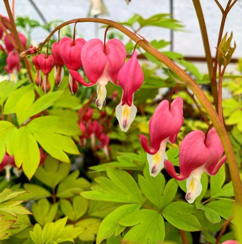 Bleeding Hearts