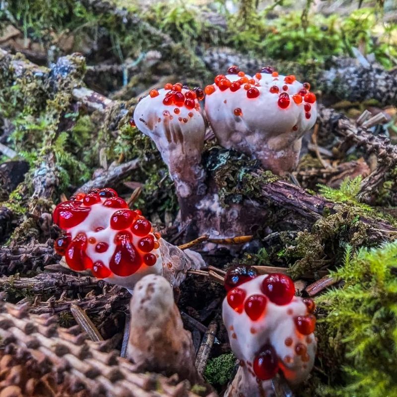 Bleeding Tooth Fungus