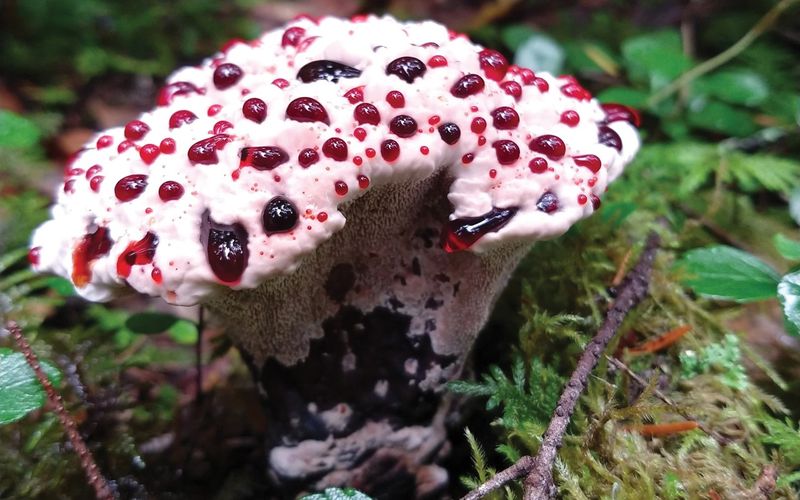 Bleeding Tooth Fungus