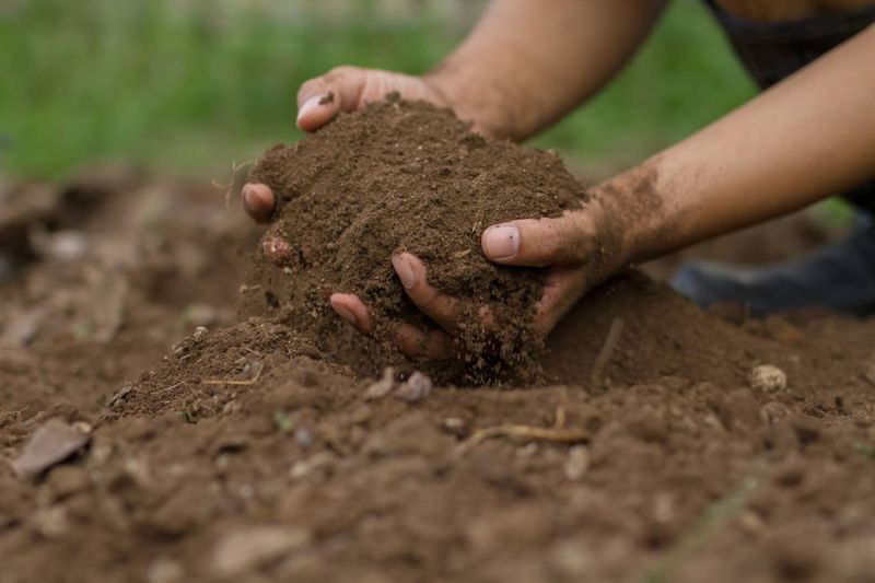 Blood Meal: Nitrogen Boost