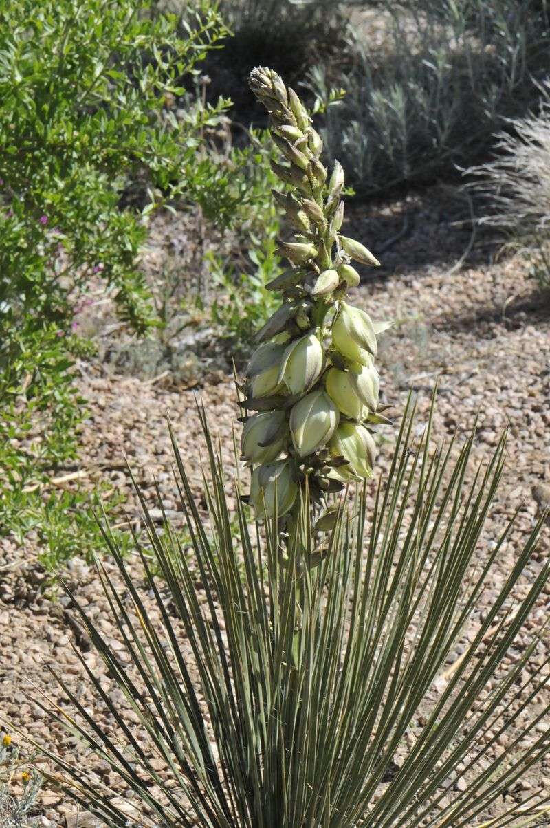 Yucca