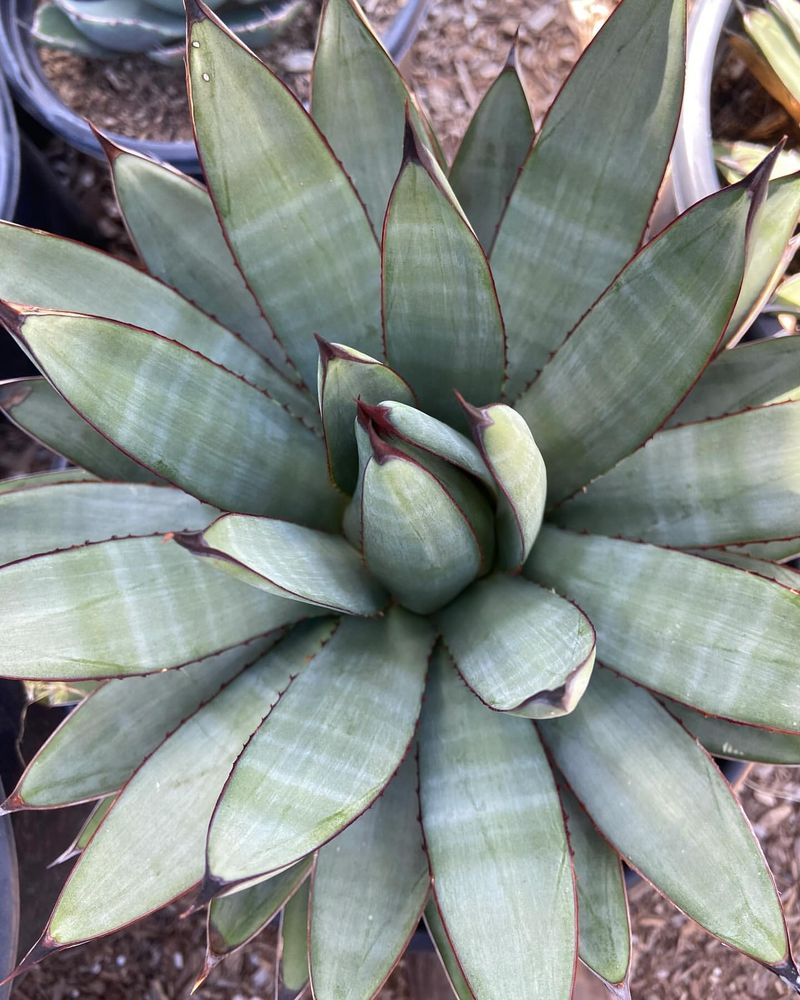 Blue Agave