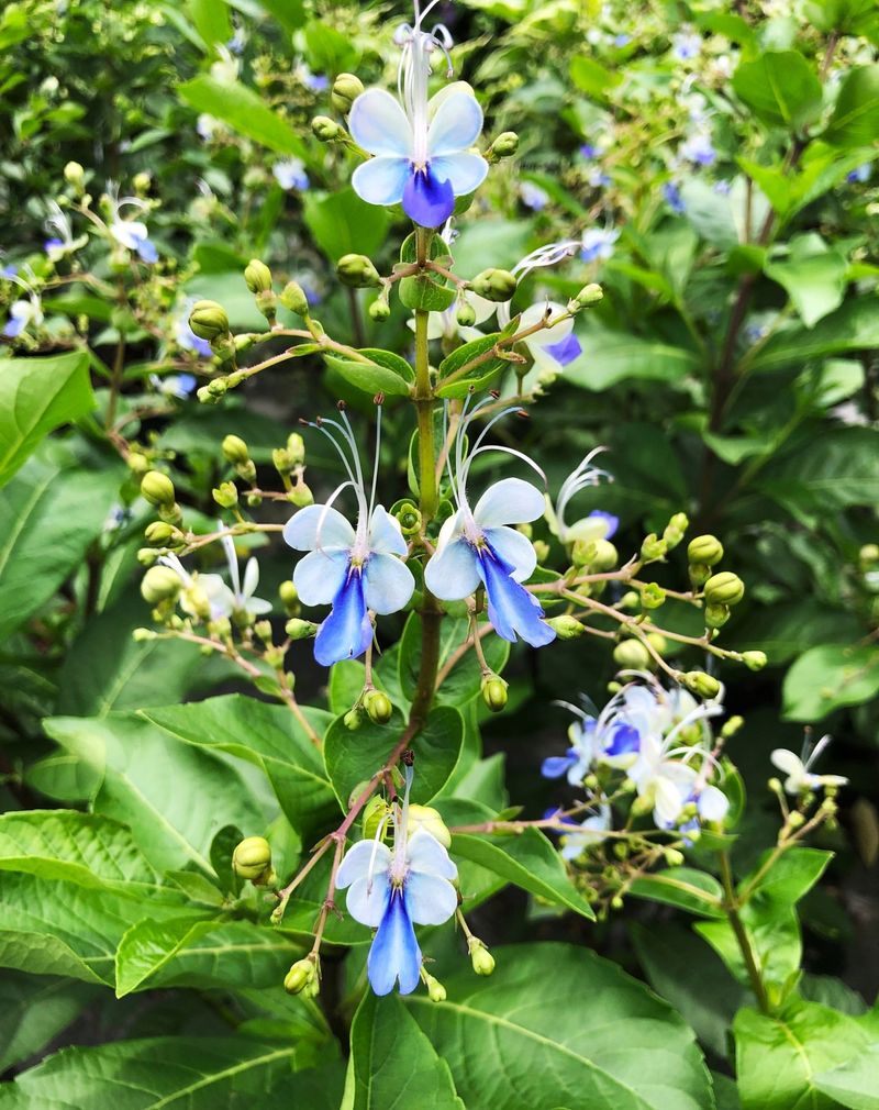 Blue Butterfly Bush