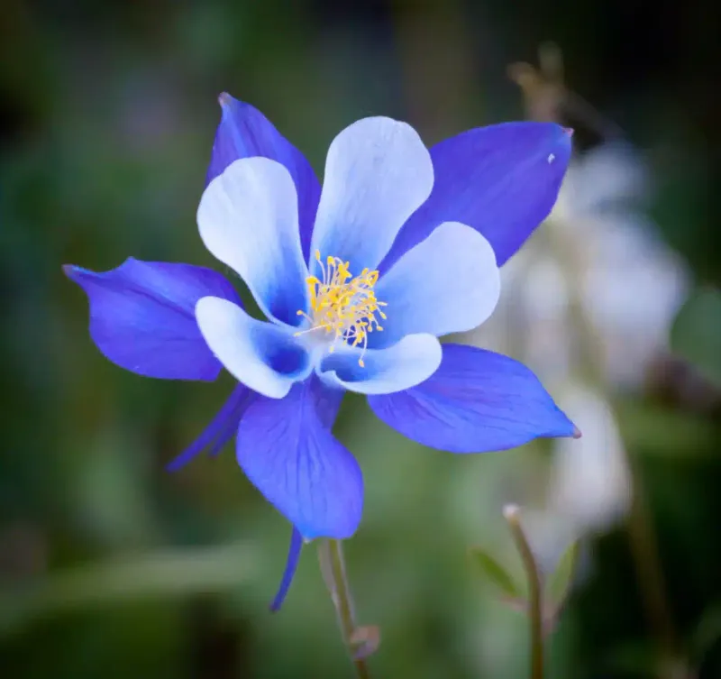 Blue Columbine