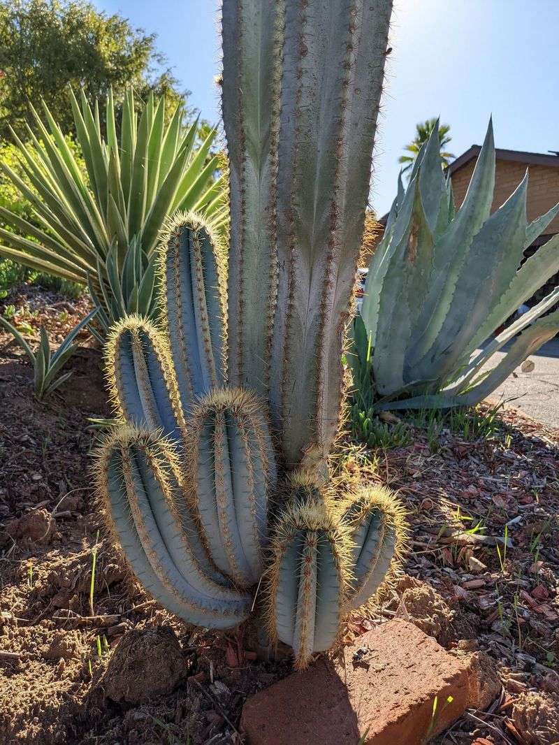 Blue Columnar Cactus