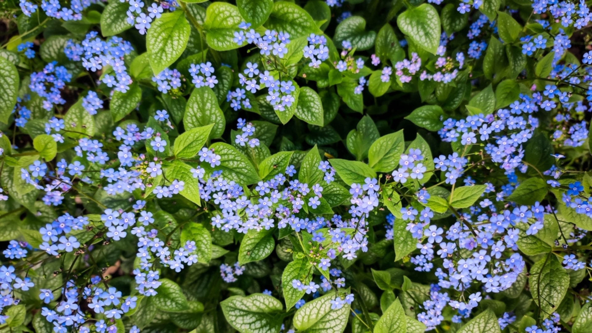 blue brunnera plant