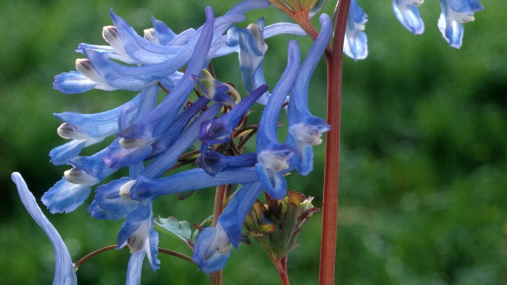 blue corydalis flower
