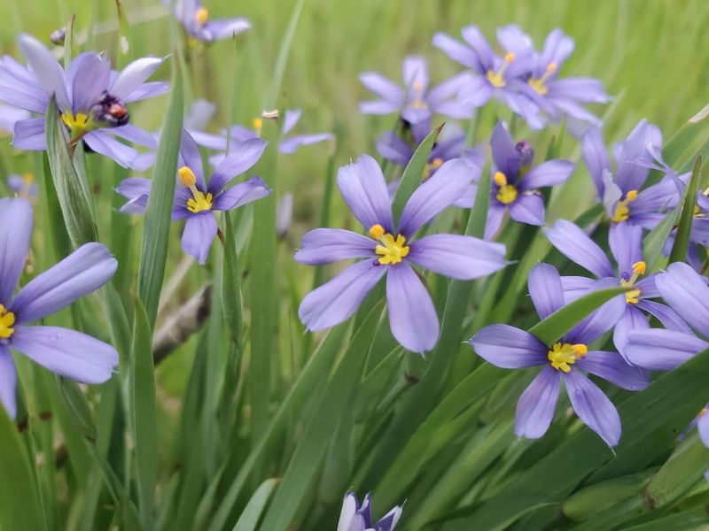 Blue-Eyed Grass