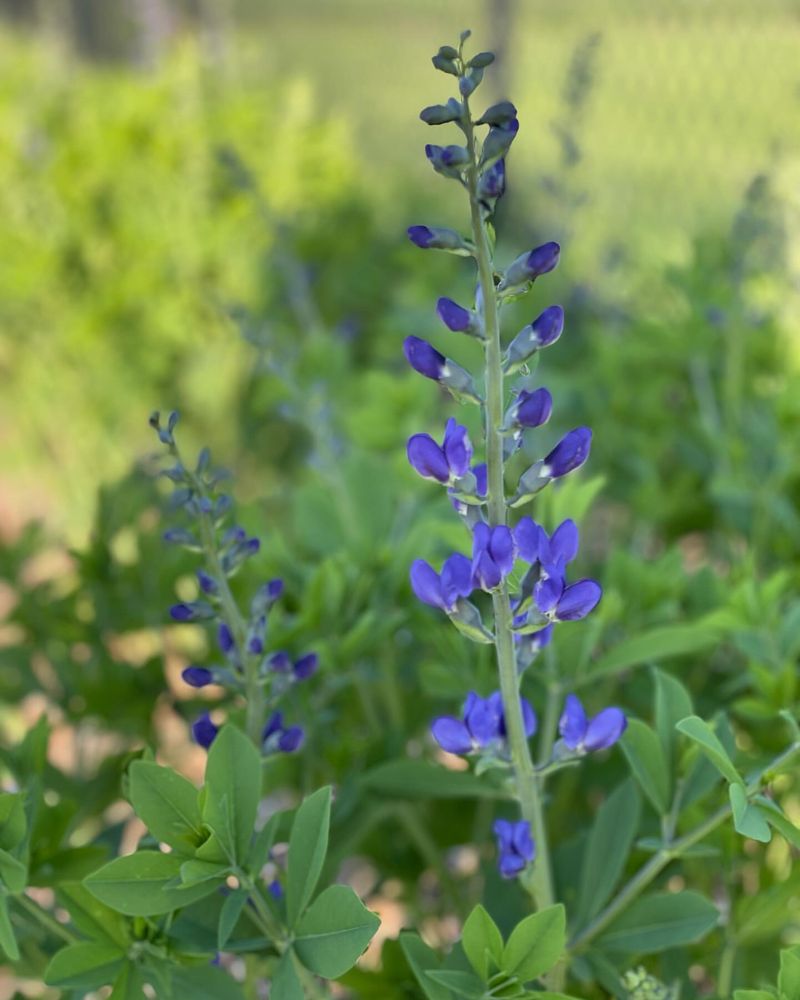 Blue False Indigo