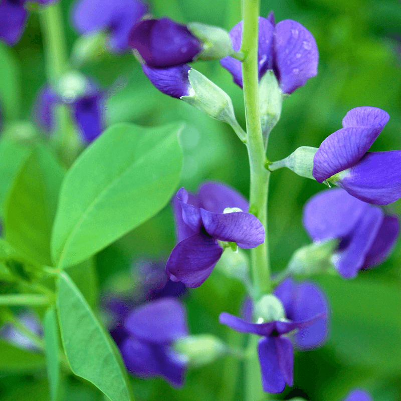 Blue False Indigo