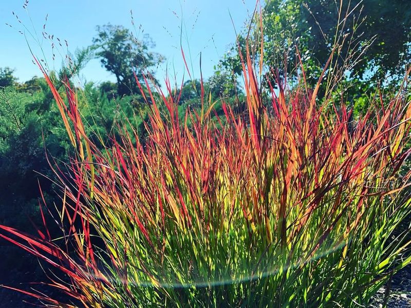 Japanese Blood Grass