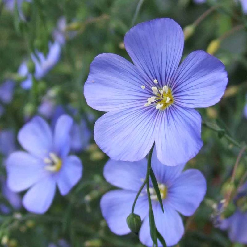 Blue Flax