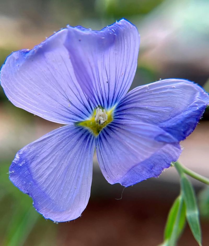 Blue Flax