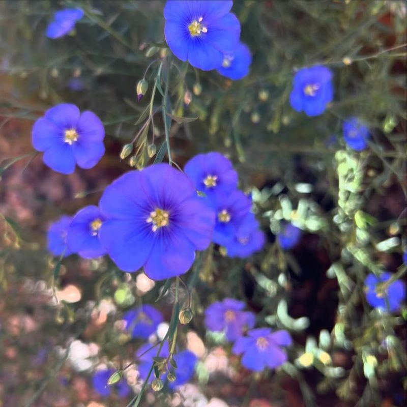 Blue Flax