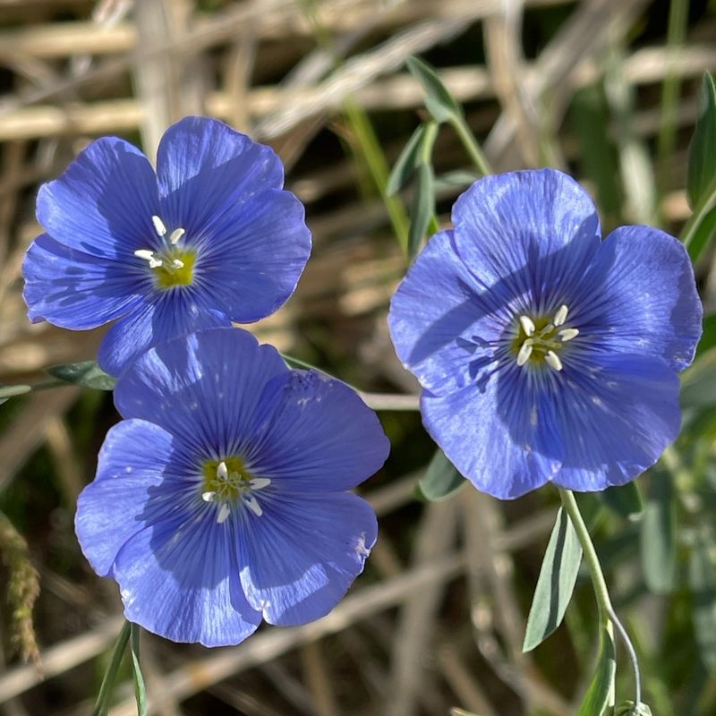 Blue Flax