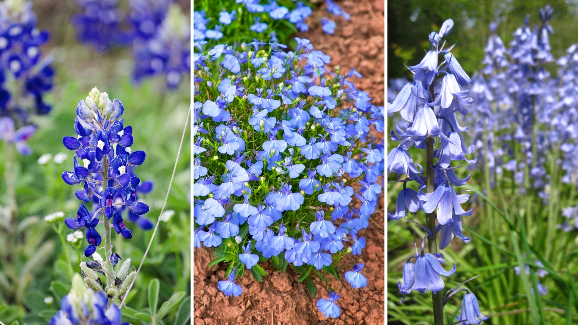 Blue Flowers For Native Gardens: 30 Native Blue Flowers To Grow