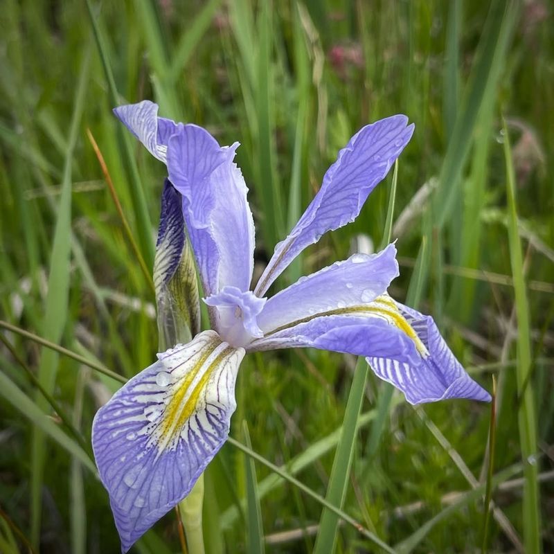 Blue Iris