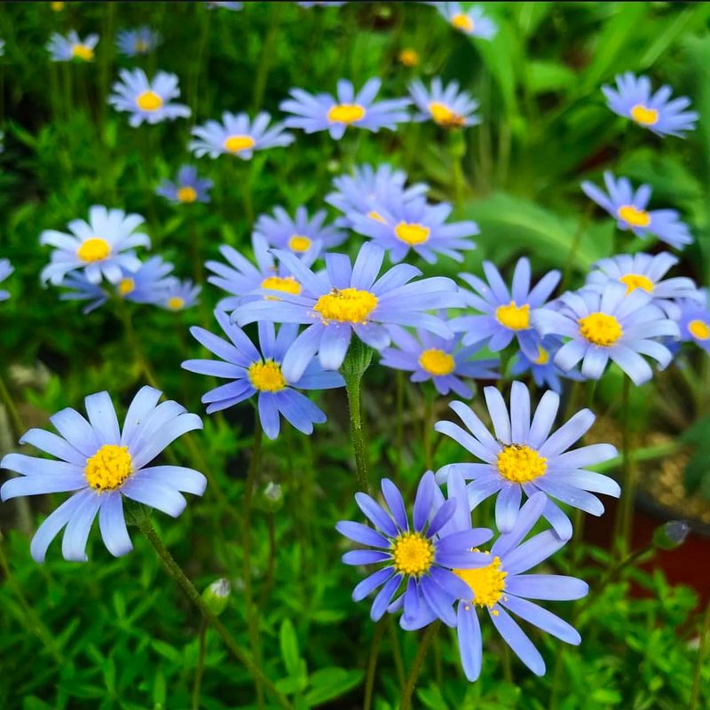 Blue Marguerite