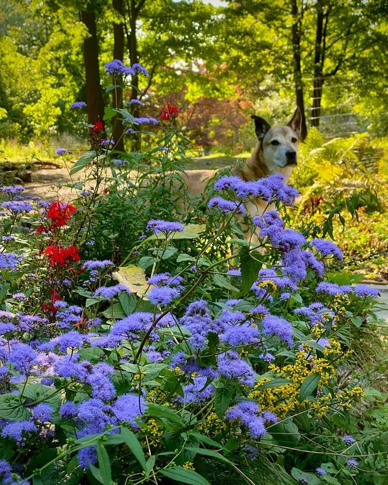 Blue Mistflower