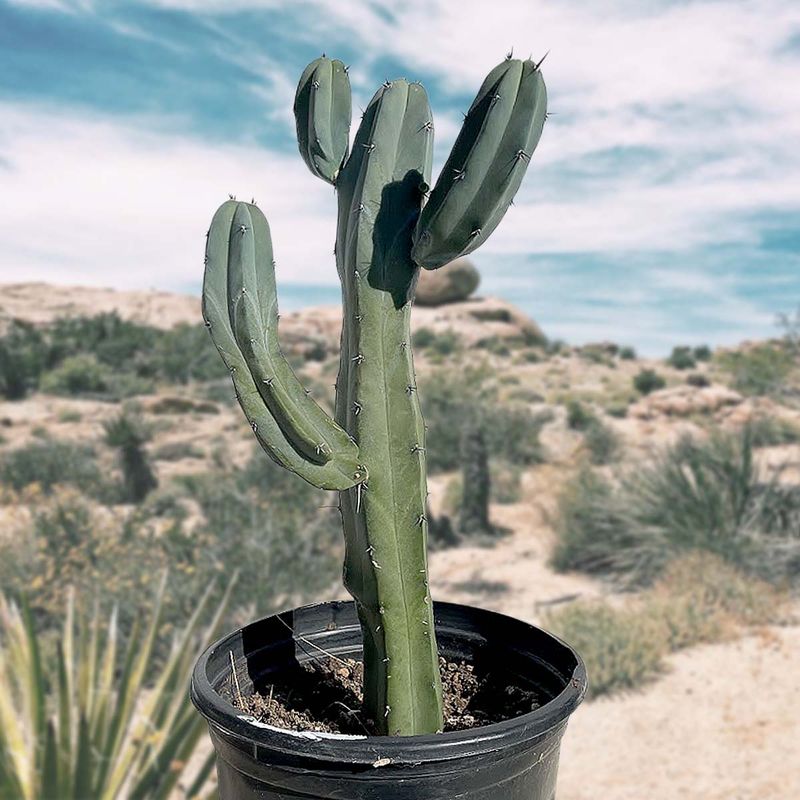 Blue Myrtle Cactus