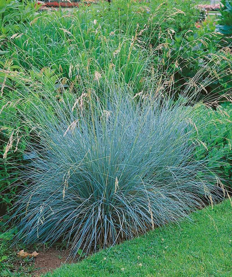 Blue Oat Grass