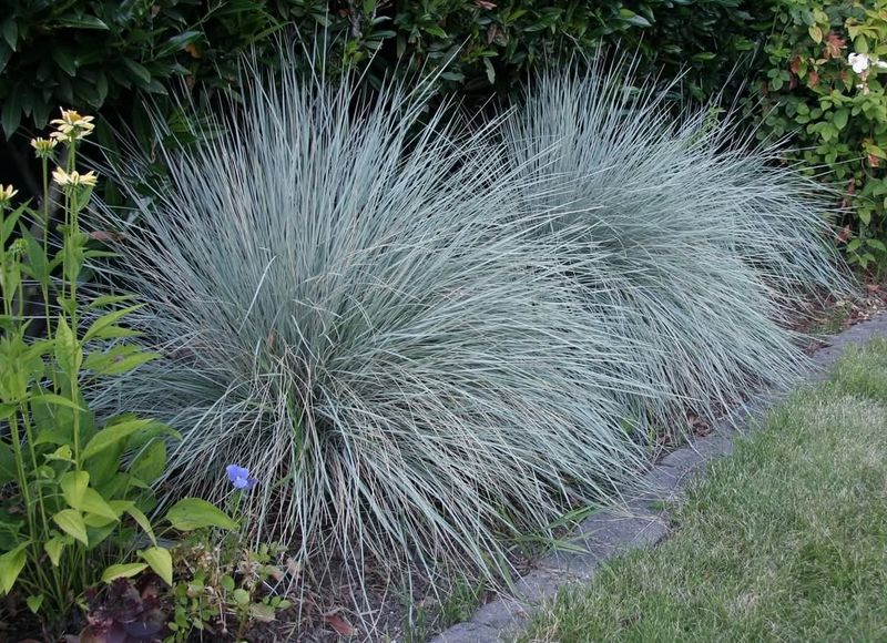 Blue Oat Grass