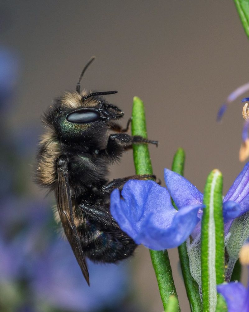 Blue Orchard Bees