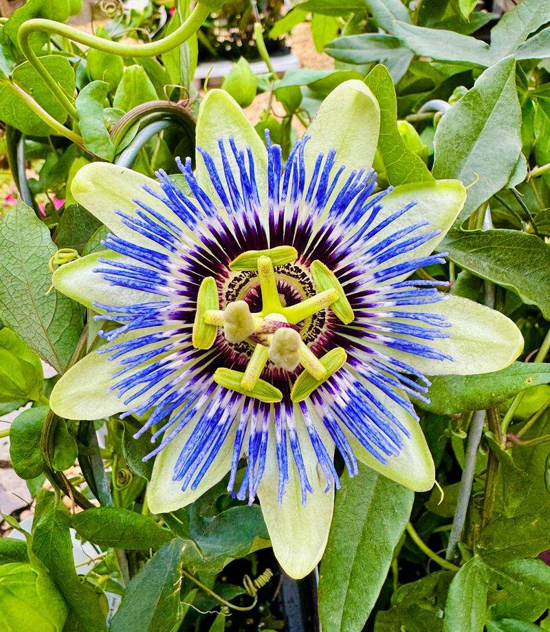 Blue Passionflower