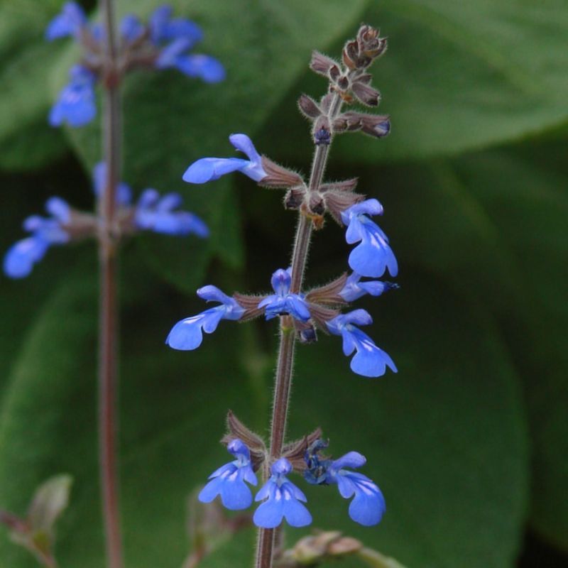 Blue Salvia