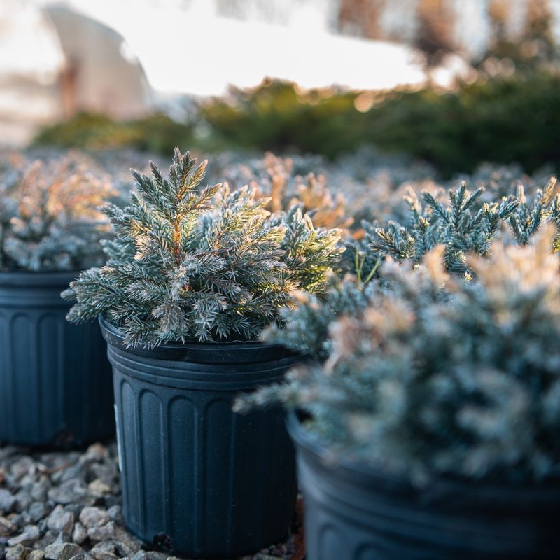 Blue Star Juniper