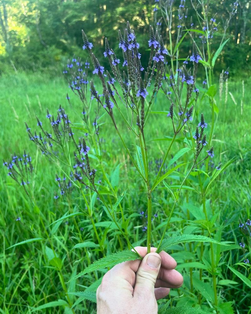 Blue Vervain