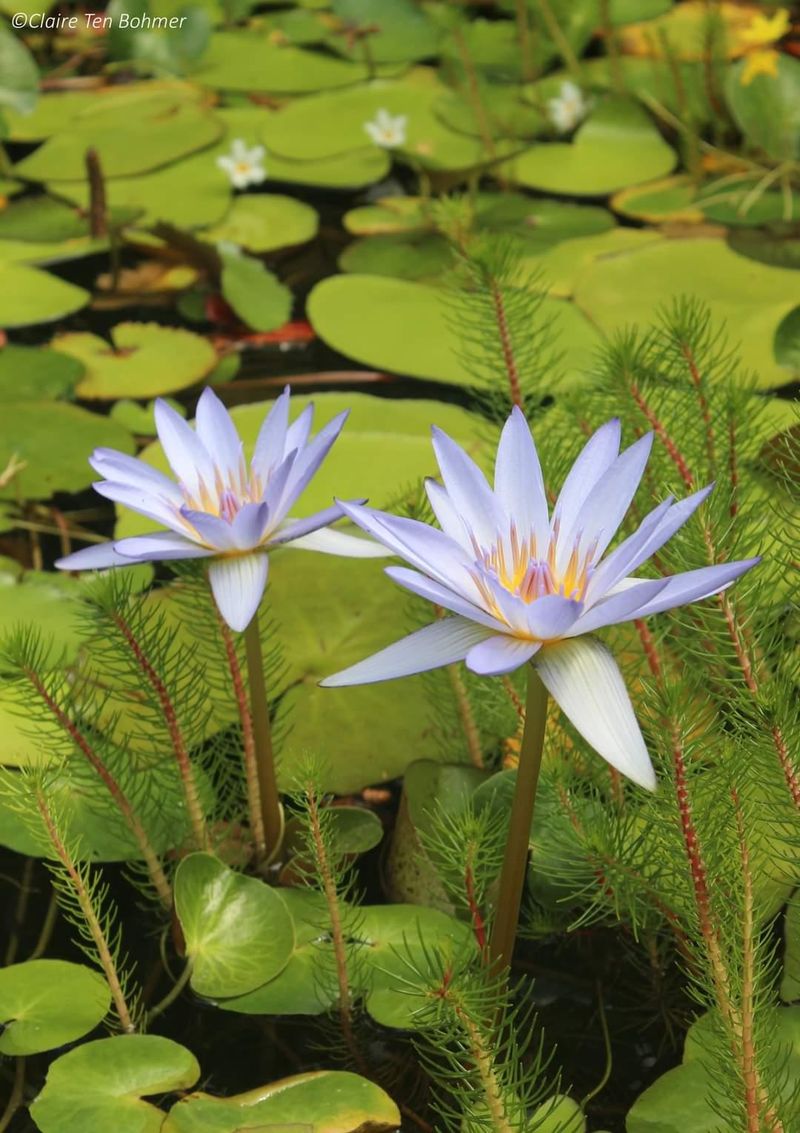 Blue Water Lily