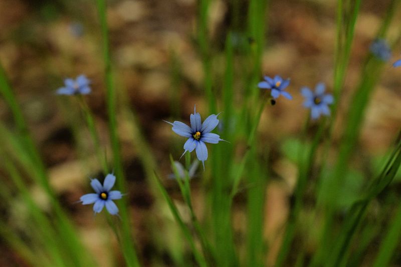 Blue-eyed Grass