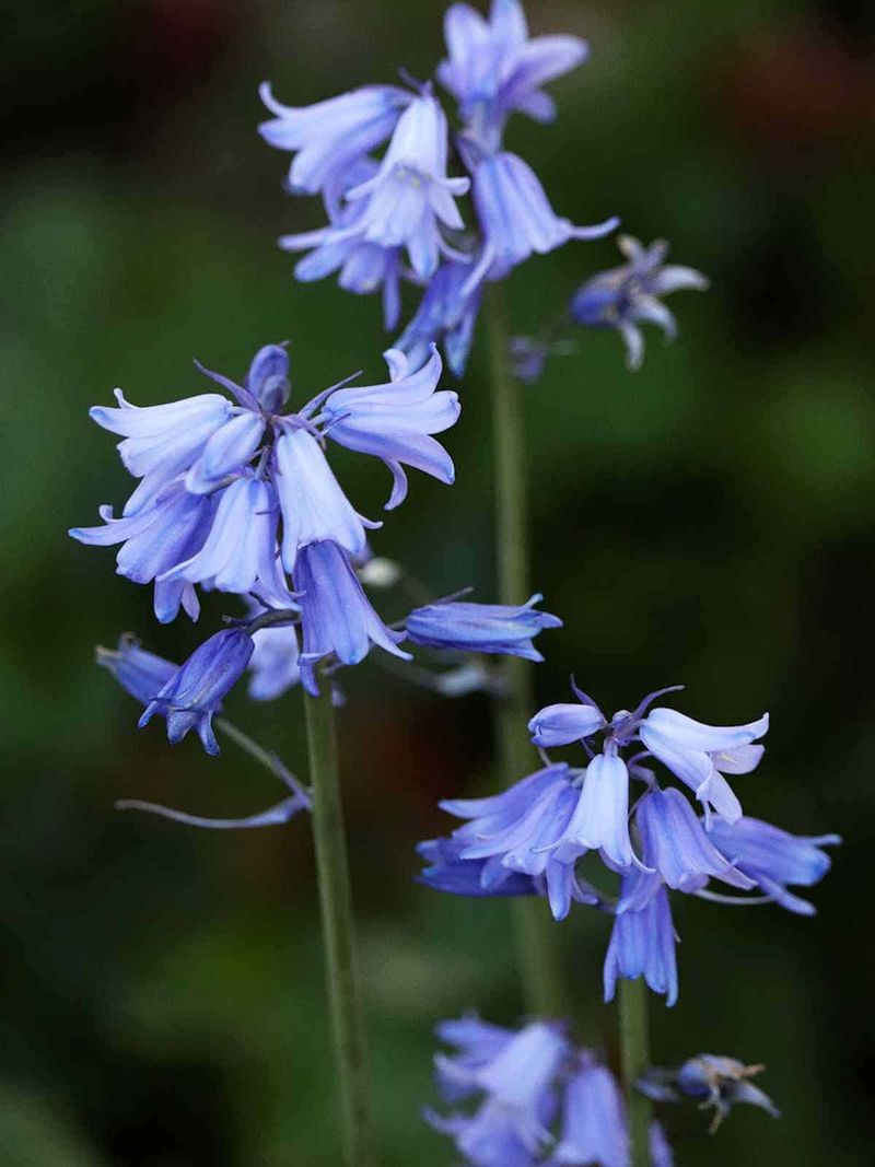 Bluebell