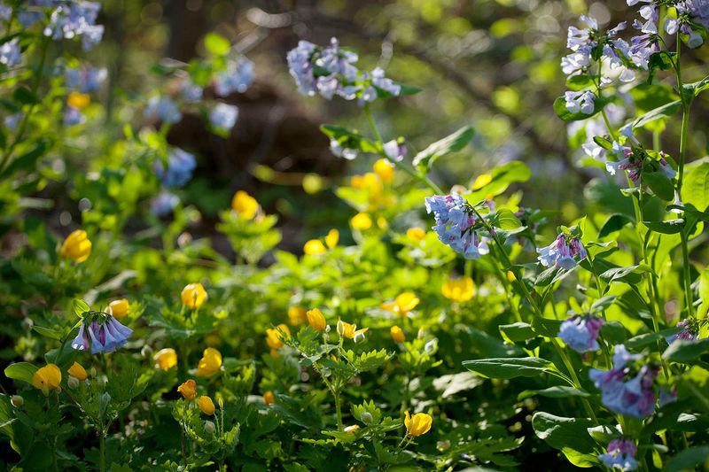 Bluebell Heaven