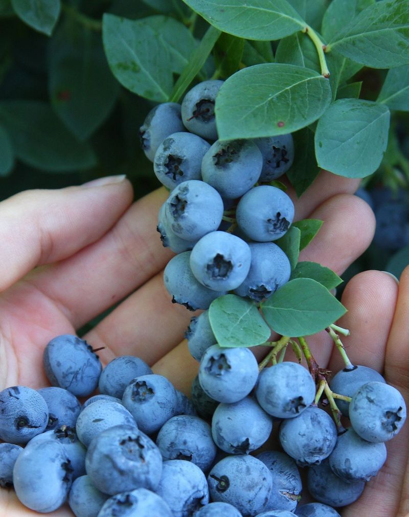 Blueberries