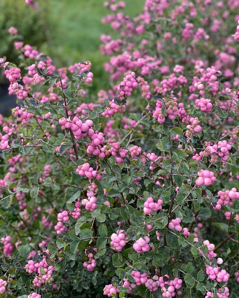 Coralberry